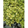 thumbnail image 3 of 2 Swedish Ivy Aurea Variegated Plants Live for Planting Indoor Outdoor 4-8 Inch Tall, Plectranthus Swedish Ivy Mint Herbs Starter Plants, 3 of 8