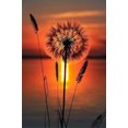 thumbnail image 1 of Dandelion 1 - Peinture Diamant DIY, 1 of 6