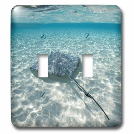 3dRose Cayman Islands, Southern Stingray in Caribbean Sea-CA42 PSO0046 - Paul Souders - Double Toggle Switch