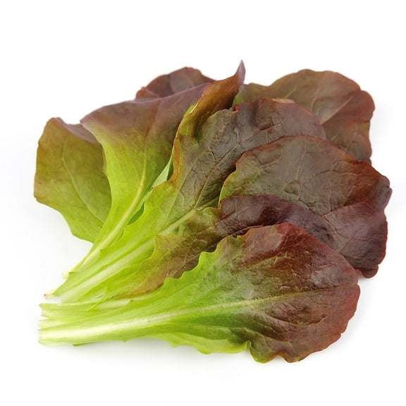 Lettuce Seeds - Romaine/COS - Rouge D'Hiver - .25 Oz ~6,250 Seeds - Lactuca Sativa - Farm & Garden Vegetable Seeds - Non-GMO, Heirloom, Open Pollinated, Annual