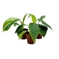 thumbnail image 7 of Philodendron White Wizard 2 inch Set of 3 Rare Variegated Philo Tiny Mini Pixie Plants, 7 of 7