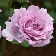 Heirloom Roses - Blue Moon® Hybrid Tea Rose Bush
