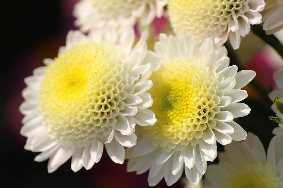 Mums Flower Floriade Macro Closeup Chrysanthemums12 Inch BY 18 Inch