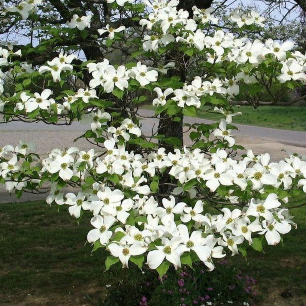 Expert Gardener 3-4 ft tall Kousa Dogwood Live Tree in 7-Gallon Grower Pot
