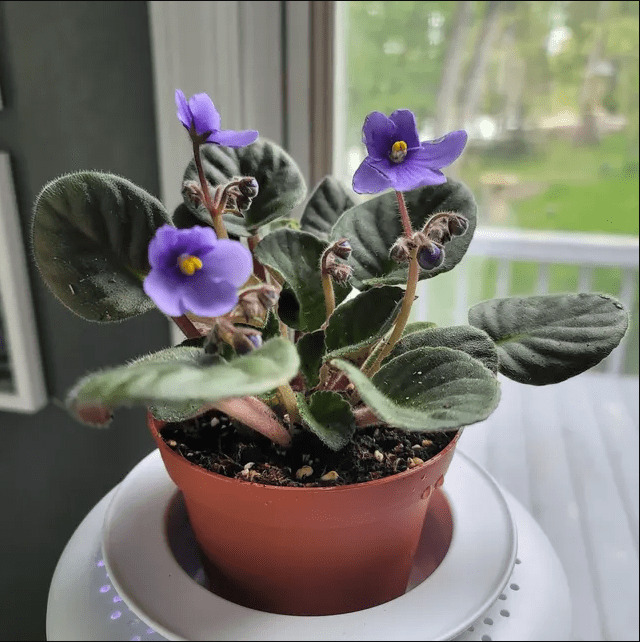 Light Blue Africa Violets Live Plant for Planting Indoor Outdoor, Light Blue Blooming Violet, Africa Violet Flowers, 4 Inch Pot