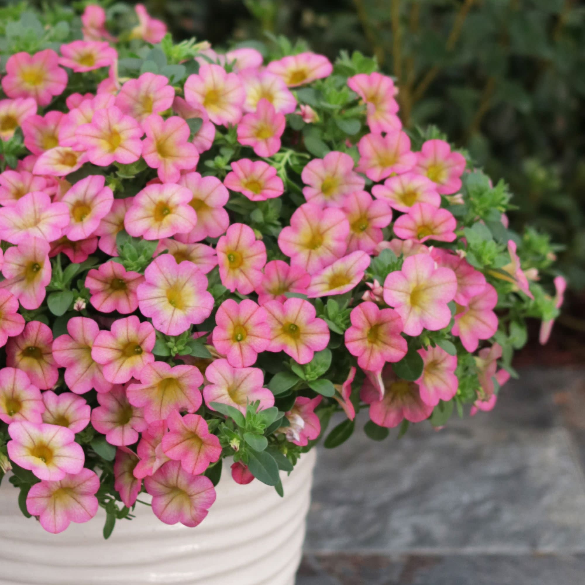 Proven Winners 4" Pink Superbells Honeyberry Calibrachoa Live Plant in 4.25" Pot (4 Count)
