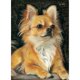 thumbnail image 1 of Taladro pintura de diamante (DE4829) punto de cruz de perro redondo completo 5D bordado arte de cuentas 45x60cm Hugtrwg Para estrenar, 1 of 1