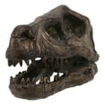 thumbnail image 3 of Faux Taxidermy Replica Velociraptor Dinosaur Head Fossil Small Skull Figurine, 3 of 11