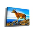 thumbnail image 2 of Epic Graffiti 'Wild Life 2' by Ata Alishahi, Giclee Canvas Wall Art, 60"x40", 2 of 8