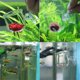thumbnail image 4 of Acuario vidrio alimentación cono taza planta taza salmuera camarón vivo gusano rojo alimentador de peces para acuarios con succión Adepaton 220849-2, 4 of 9