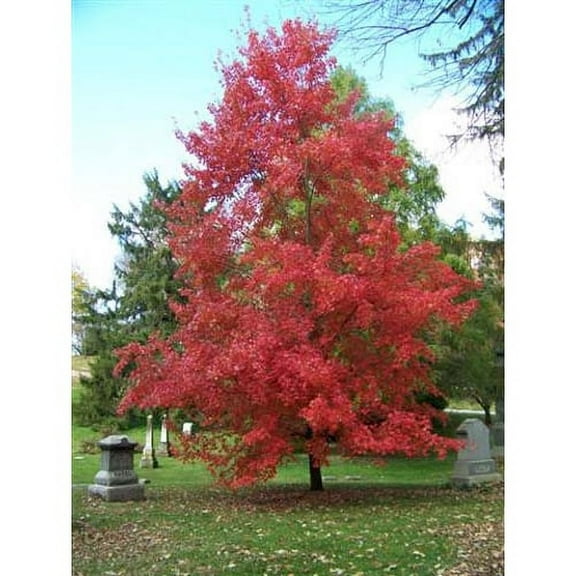 Maple Red (Acer Rubrum) Nice Garden Tree by Seed Kingdom 1/4 Lb Seeds