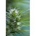 thumbnail image 2 of Female Cannabis Flower 4 Wall Mural by Wallmonkeys Peel and Stick Graphic (36 in H x 24 in W) WM297242, 2 of 4
