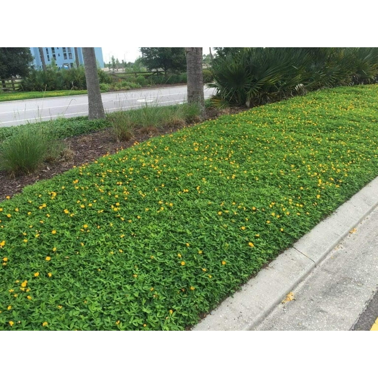 EcoTurf Perennial Peanut Grass 3 Live Plants Arachis Glabrata