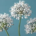 thumbnail image 3 of Frank, Assaf 15x15 Black Modern Framed Museum Art Print Titled - Three Alliums, FTBR-1874, 3 of 5