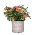 thumbnail image 2 of 3 gal Live Shrub Drift Rose Peach Condition with Full Sunlight, 2 of 7