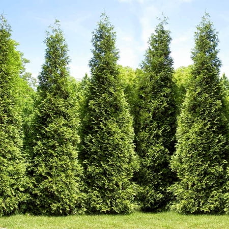 Brighter Blooms Junior Giant Thuja Live Tree
