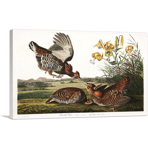 ARTCANVAS Pinnated Grouse Canvas Art Print by John James Audubon - Size: 26" x 18" (0.75" Deep)