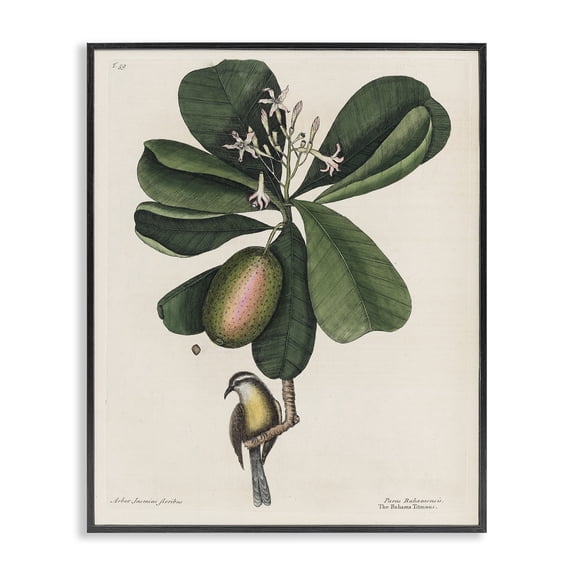 Stupell Industries French Country Catesby Flora & Fauna Black Framed Giclee Art, 11 x 14, by Print Collection
