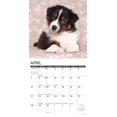 thumbnail image 3 of Just Australian Shepherd Puppies 2024 12 X 12 Wall Calendar (Other), 3 of 5