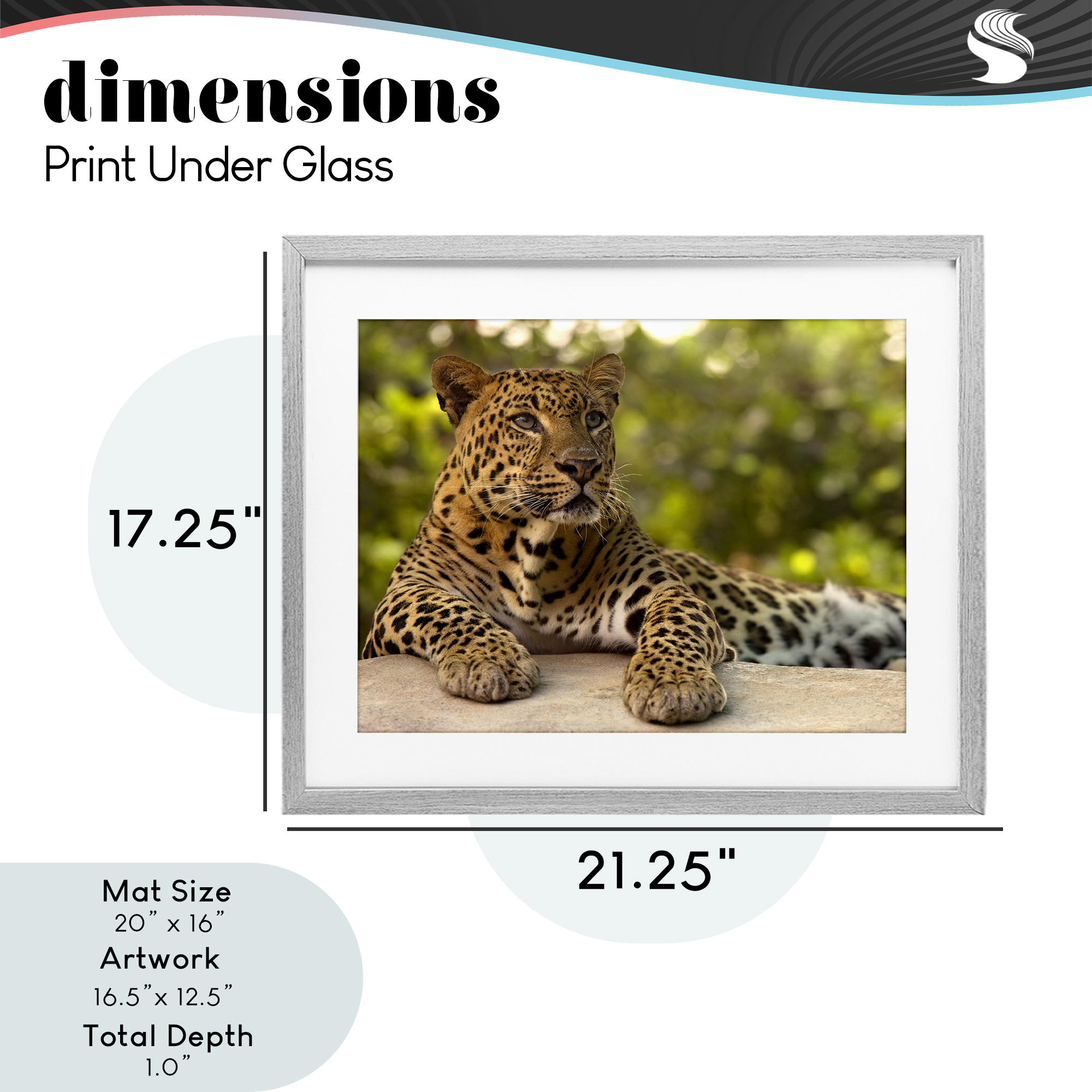 Leopard Gazing Relaxation Gray Framed Print Under Glass, design by MJ Photography