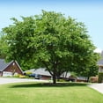 thumbnail image 5 of Brighter Blooms - Eastern Redbud, 6-7 ft. - No Shipping To AK, AZ, HI, OR, 5 of 6