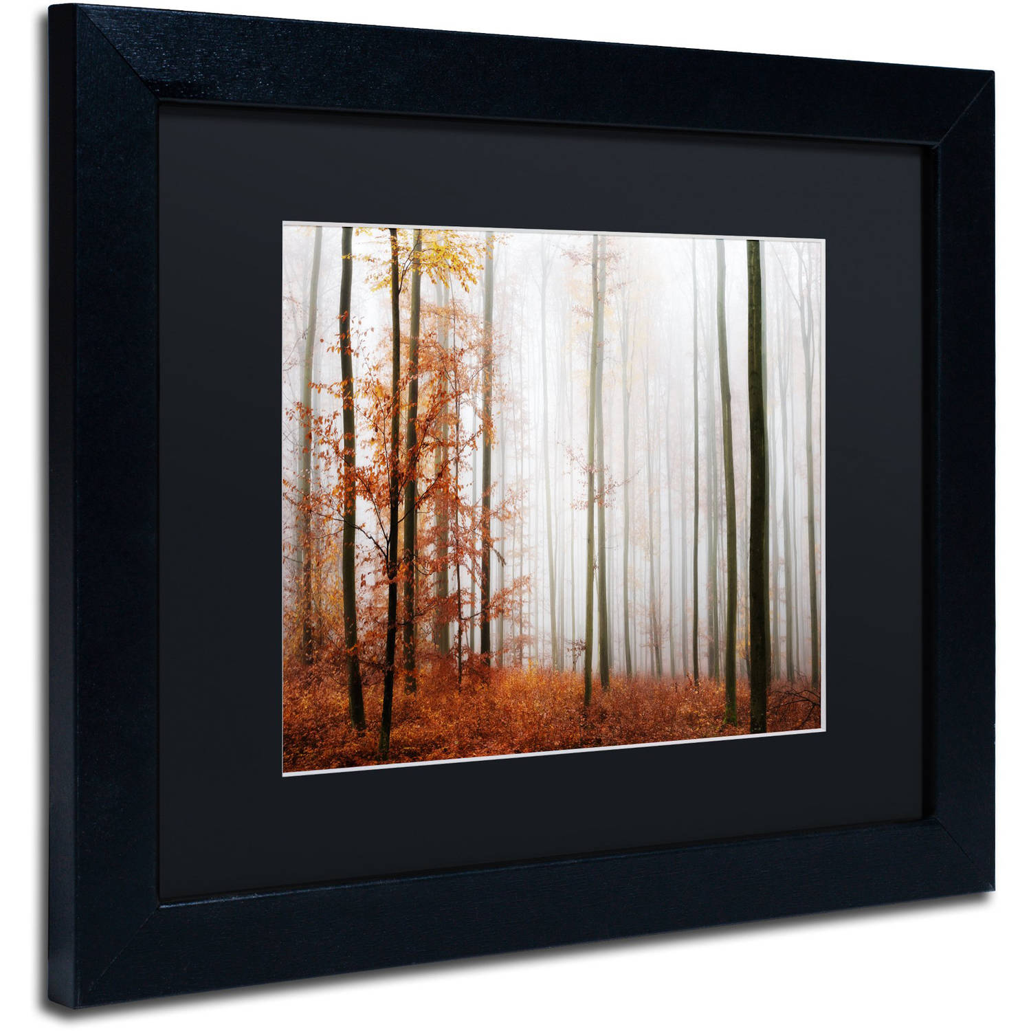 Trademark Fine Art "Forest Corner" Canvas Art by Philippe Sainte-Laudy Black Matte, Black Frame