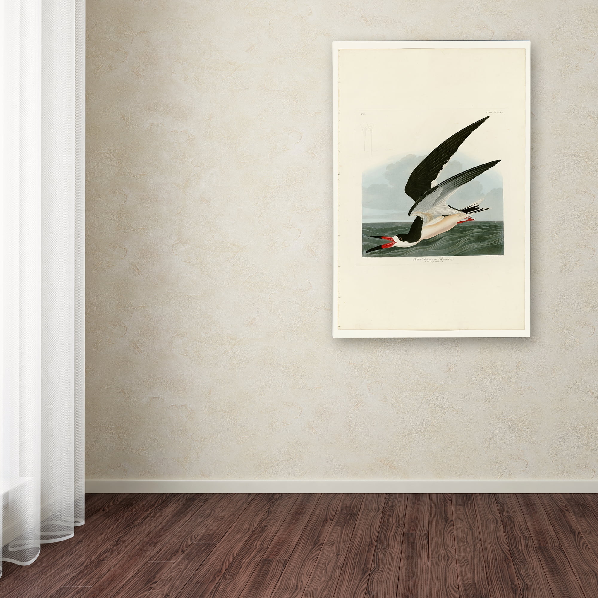 Trademark Fine Art 'Black Skimmer' Canvas Art by John James Audobon