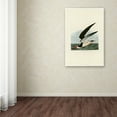 thumbnail image 3 of Trademark Fine Art 'Black Skimmer' Canvas Art by John James Audobon, 3 of 3