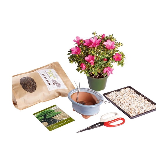From You Flowers - Satsuki Azalea Bonsai Kit for Birthday, Anniversary, Get Well, Congratulations, Thank You, All Occasions