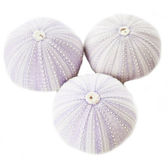 Set of 3 Beautiful Natural Purple Sea Urchin 2"- 2 1/2" Beach Wedding Crafts Decor Art Coastal Cottage
