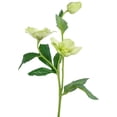 thumbnail image 4 of Allstate Helleborus Artificial Two-Tone Floral Spray - 22" - Cream and Green, 4 of 8