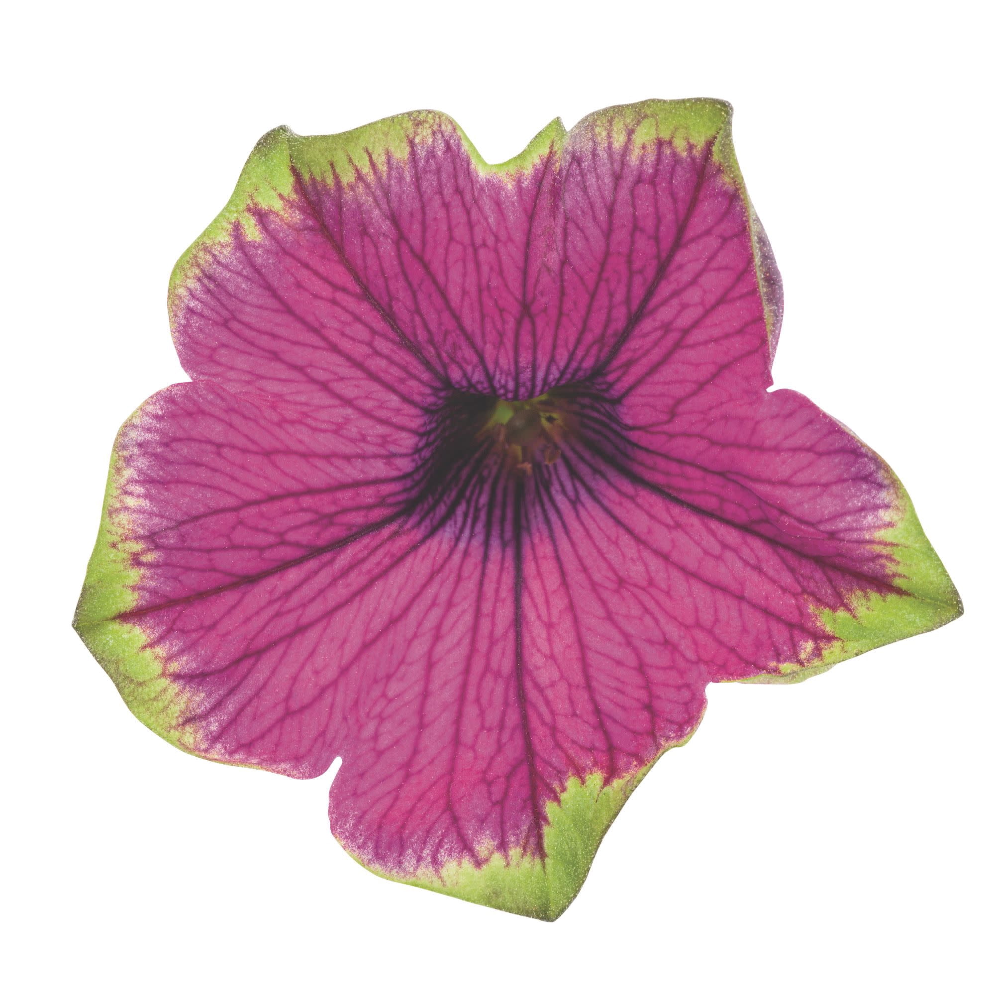 Proven Winners 4" Supertunia Picasso in Purple Petunia Live Plant in 4.25" Pot (4 Count)