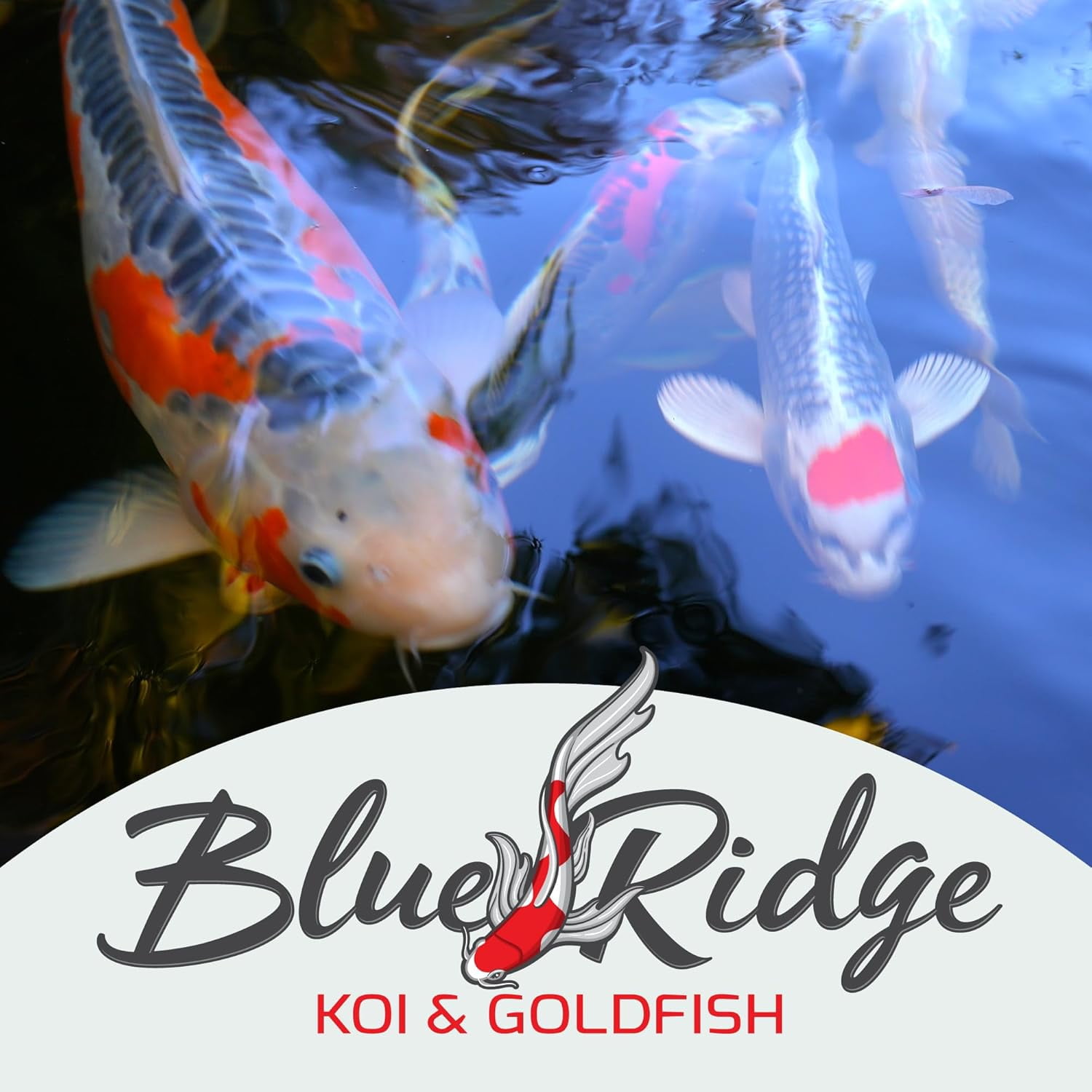 Blue Ridge Koi Fish Food 14lb - Koi Food Large 3/16" Growth Formula, Goldfish Food, Premium Fish Food for Ponds, Ponds Fish Food, Floating Pond Pellets