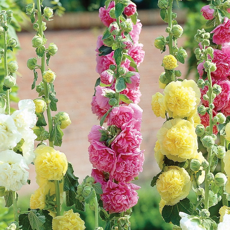 Expert Gardener Hollyhocks Mix (Set of 3 Dormant Bare Plant Roots