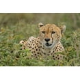 thumbnail image 2 of Souders, Paul 18x13 Gold Ornate Wood Framed with Double Matting Museum Art Print Titled - Tanzania-Ngorongoro Conservation Area-Adult Cheetah, 2 of 4