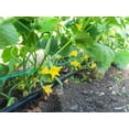 thumbnail image 4 of Earthcare Seeds - Cucumber Armenian Dark Green 60 Seeds (Cucumis Melo Var. Flexuosus) Heirloom - Open Pollinated, 4 of 5