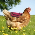 thumbnail image 6 of Luxtrada Premium Chicken Saddles with Stretchy Strap, Hen Saddle Sweater Clothes, Birds Protector for Back and Sides, Suitable for 5-7.6lbs (Purple), 6 of 7