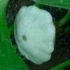 Todd's Seeds Scallop Bennings Green Tint Summer Squash Heirloom Seed