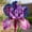B, variant on Exotic Rare Iris - Tall and upright - Cold-resistant - Suitable for garden decor, air purification and plant hangers