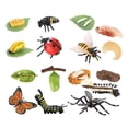 thumbnail image 2 of MERIGLARE Life Cycle Learning Toys Cognitive Preschool for Party Daycare Presentations D, 2 of 9