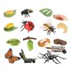 thumbnail image 2 of Juguetes educativos sobre el ciclo de vida, material didáctico preescolar, ciencias de la vida para jardín de infancia Estilo D, 2 of 9