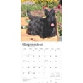 thumbnail image 4 of Scottish Terriers 2025 Square Wrap, 4 of 9
