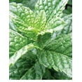 MOJITO MINT, 8+ ROOTED PLANTS! , MENTHA X VILLOSA, CULINARY & MEDICINAL