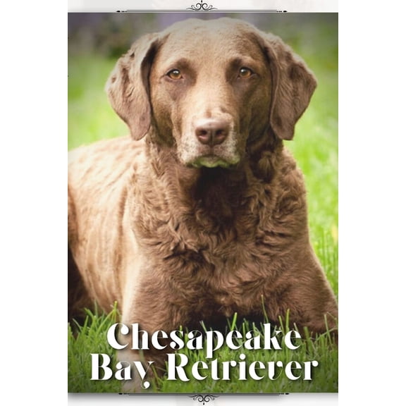 Chesapeake Bay Retriever: Dog breed overview and guide (Paperback)