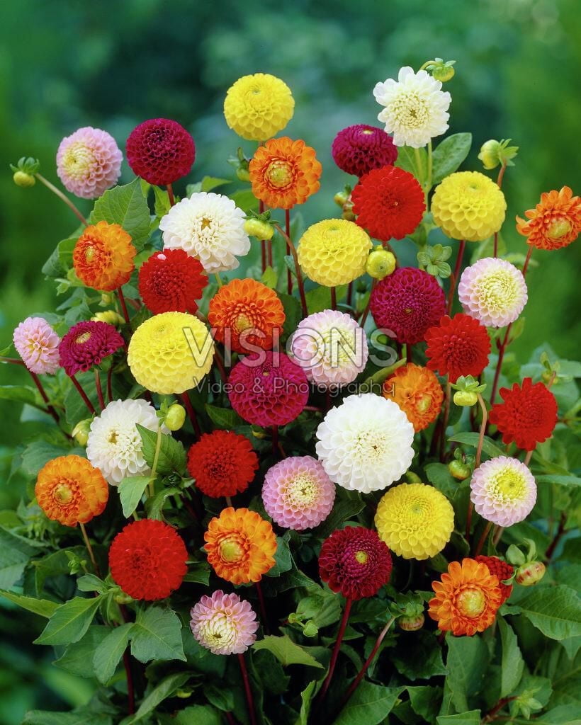 ポポラス　/ 546 Dahlia Pompon - Walmart.ca