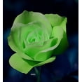 thumbnail image 6 of 20+ Green Rose Rosa Flowers Seeds Bush Shrub Perennial Flower, 6 of 6