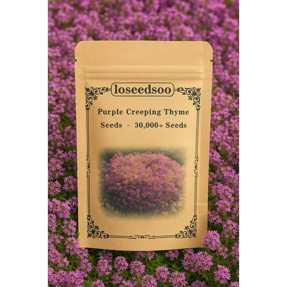 30000  Creeping Thyme Seeds – 4g – Perennial Ground Cover Plants Flowers Non-GMO Heirloom – Purple Bloom Garden Seeds for Planting