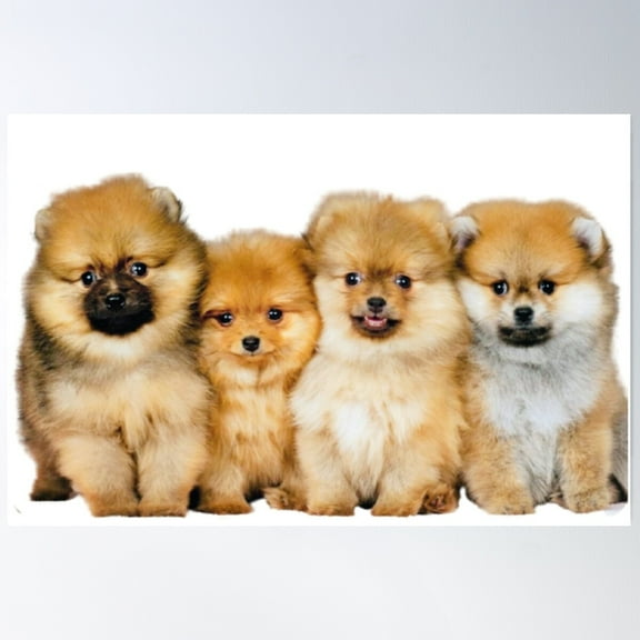 Pomeranians Poster, 8x12 UNFRAMED