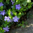 thumbnail image 4 of Expert Gardener 1 Quart Purple Vinca Myrtle Periwinkle Full Sun Perennial Groundcover Outdoor Live Plants, 4 of 4