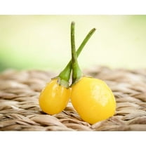 Yellow Wiri Wiri Heirloom Pepper Premium Seeds Packet
